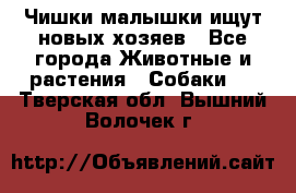   Чишки-малышки ищут новых хозяев - Все города Животные и растения » Собаки   . Тверская обл.,Вышний Волочек г.